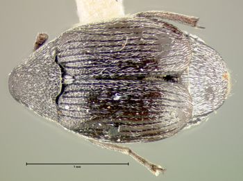 Media type: image;   Entomology 33940 Aspect: habitus dorsal view